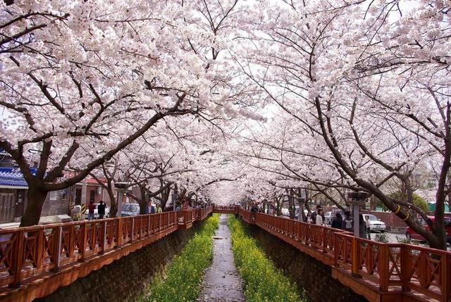 樱花盛开 GUNHANGJE 镇海 运河 城市 春天