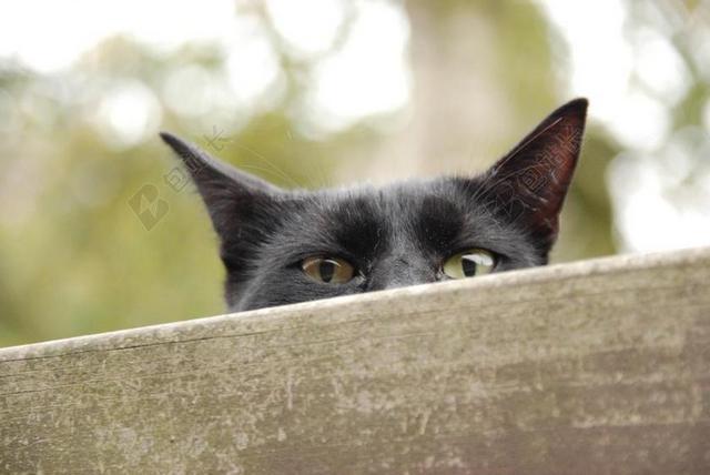 动物 宠物 猫咪 眼睛 窥 手表 黑