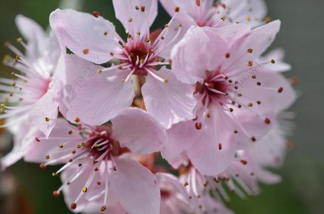 日本樱花盛开 樱花 春天 开花 粉红色 白