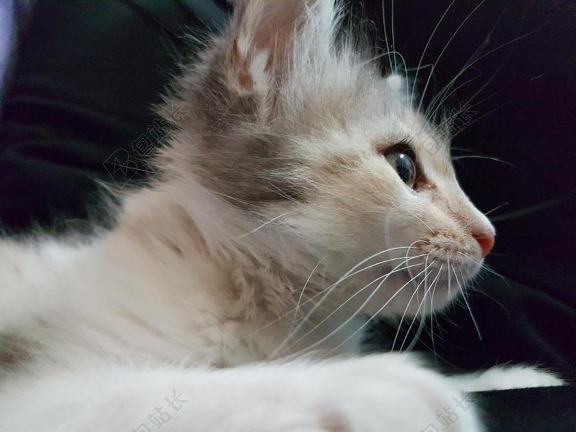 小猫 苗族 猫咪 动物医院 梅莱 小狗 宠物