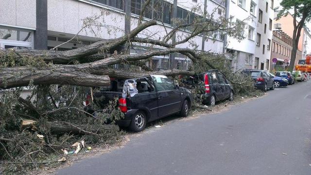 倒下的树 汽车 转寄 龙卷风 损坏 保险 路 注意 危险