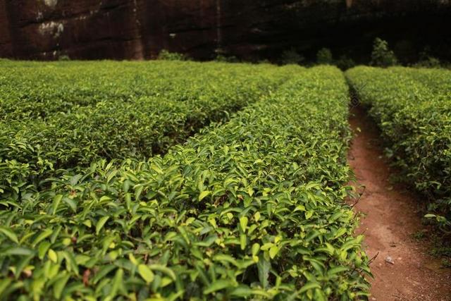 茶园简约种植茶叶背景图片
