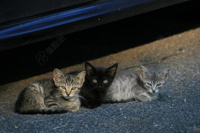 小猫 猫 流浪猫 宠物 动物 可爱 年轻