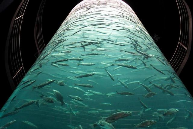水族馆 鱼 海底世界 MEERESBEWOHNER 马鲛鱼