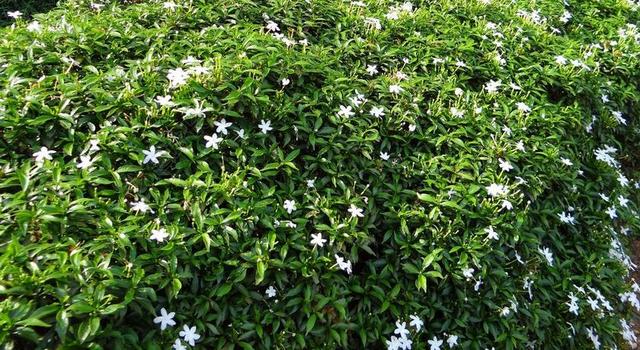 矮紫薇茉莉 矮人同盟茉莉花 月光 矮人 花 杈 绉茉莉花