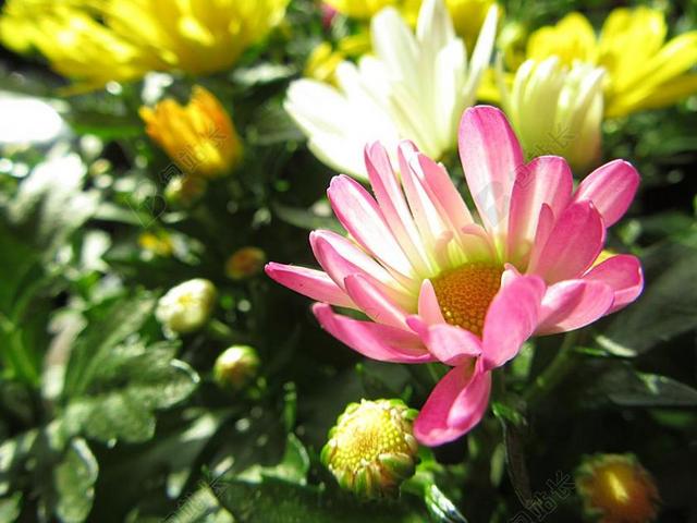 花卉 秋花 菊花 太阳 阳光 颜色 粉红色的花 鲜花 植物