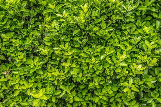 植物 HWALYEOB 叶 树叶 大自然 木材 绿色 背景