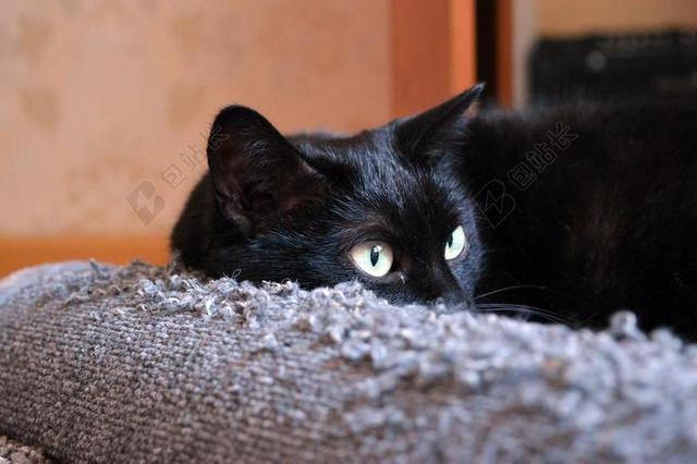 摄影清新黑猫瞳孔背景图片