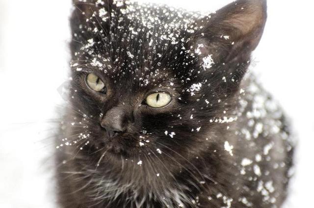 小猫 雪 猫 动物 冬天 宠物 可爱 白 圣诞节 家养