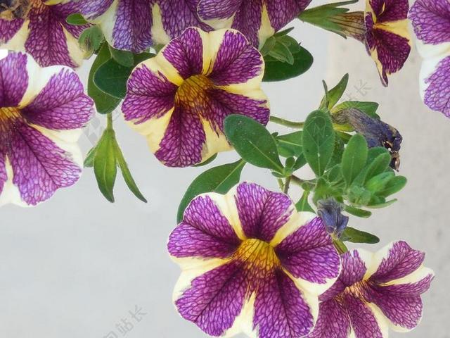 花 矮牵牛 花园 植物 自然 开花 夏天 花的 绿色 春