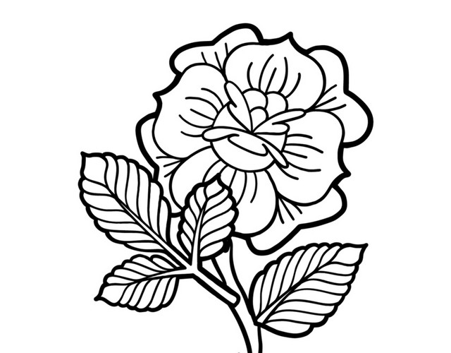 文艺风素描花枝花朵