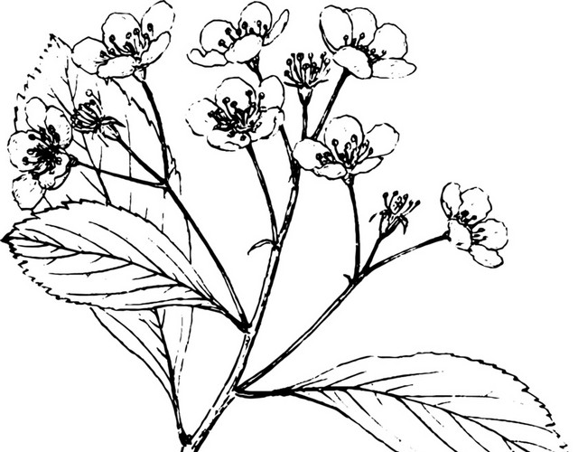 文艺风素描花枝花朵