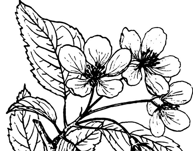 文艺风素描花枝花朵