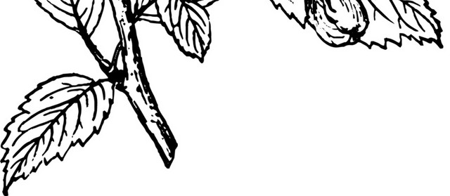 文艺风素描花枝花朵