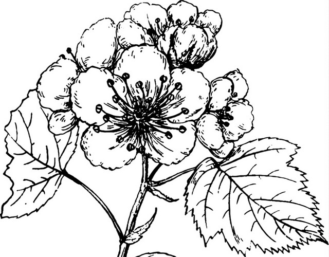 文艺风素描花枝花朵