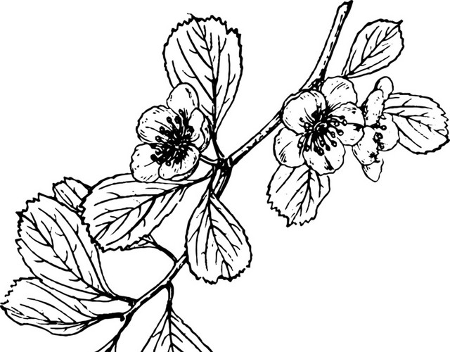 文艺风素描花枝花朵