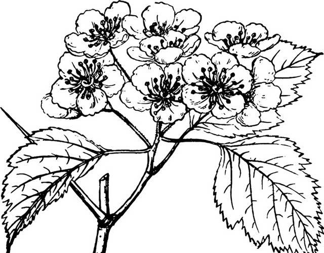 文艺风素描花枝花朵