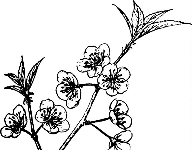 文艺风素描花枝花朵