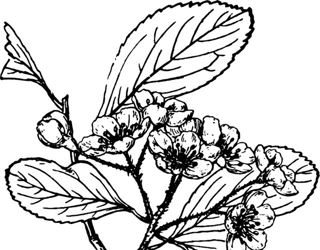 文艺风素描花枝花朵