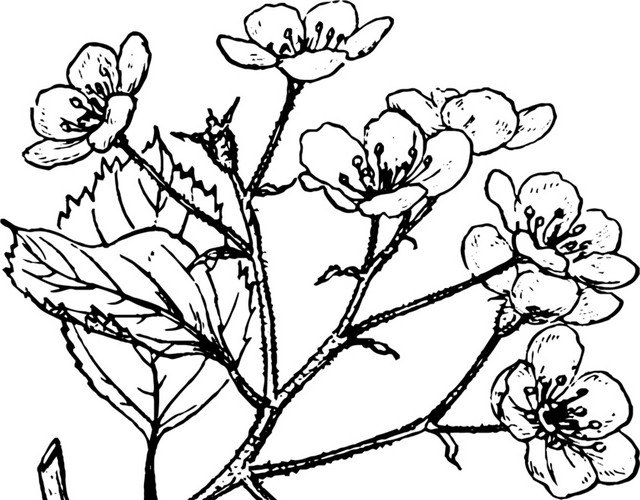 文艺风素描花枝花朵