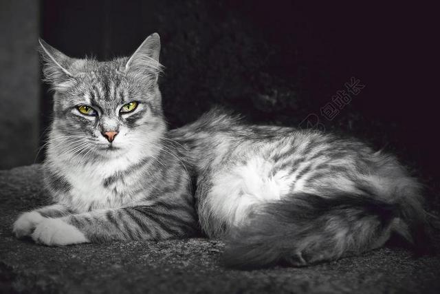 猫 动物 宠物 国内的猫 KATZENKOPF 猫的眼睛 黑与白