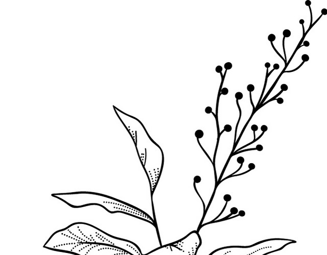 文艺风素描枝条花草