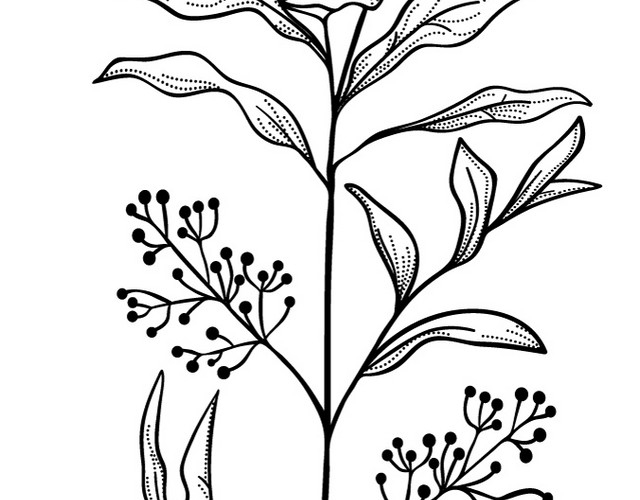 文艺风素描枝条花草
