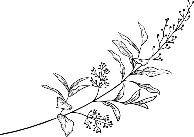 文艺风素描枝条花草