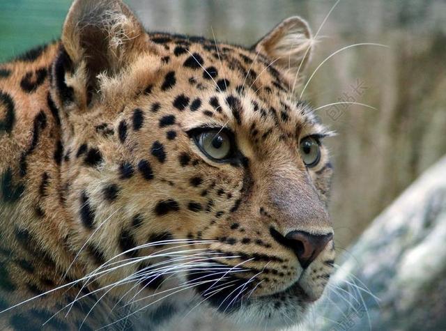 豹 阿穆尔河 猫 猫眼石 野猫 大猫 注意