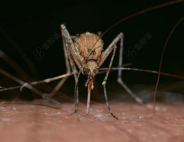 昆虫 蚊子 淡色库蚊 蚊 宏