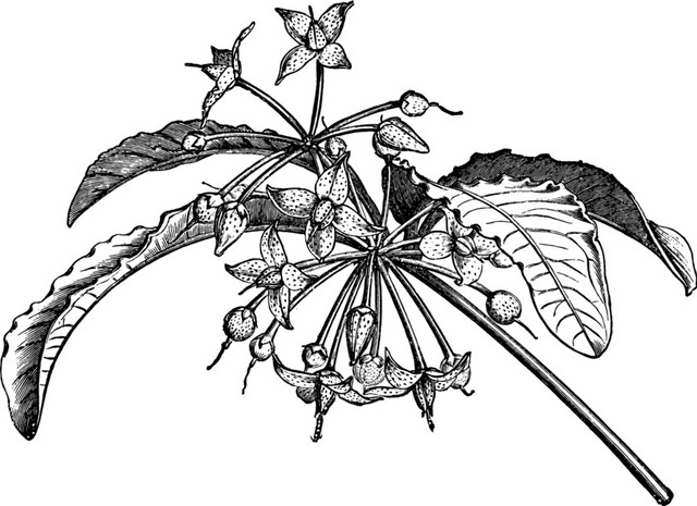 手绘黑白植物钢笔画插图