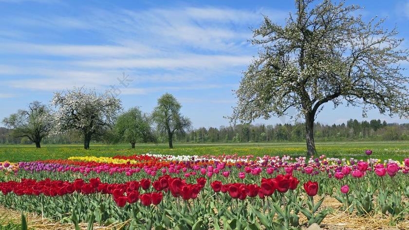 春天 春天的草地 郁金香 郁金香床 树木 天空 丰富多彩