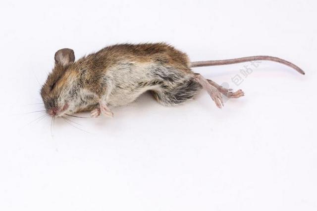 鼠标 木鼠 小林姬鼠 死 死老鼠 啮齿动物 哺乳动物 动物区系