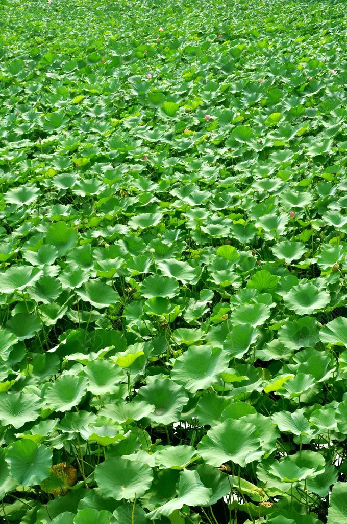 荷花 花卉 植物 荷叶 碧叶