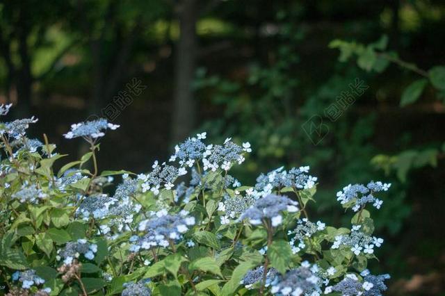 在森林里 鲜花 山 失焦 背景图片 氿 壁纸