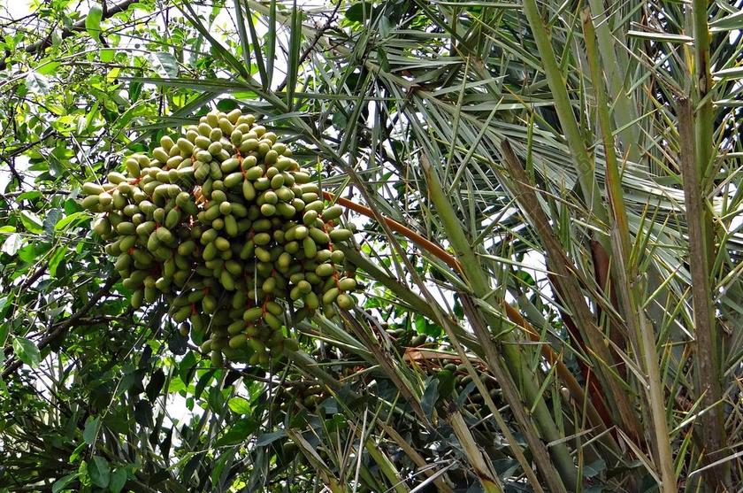 野生椰枣 银海枣 托迪掌 水果 印度 植物 自然 有机