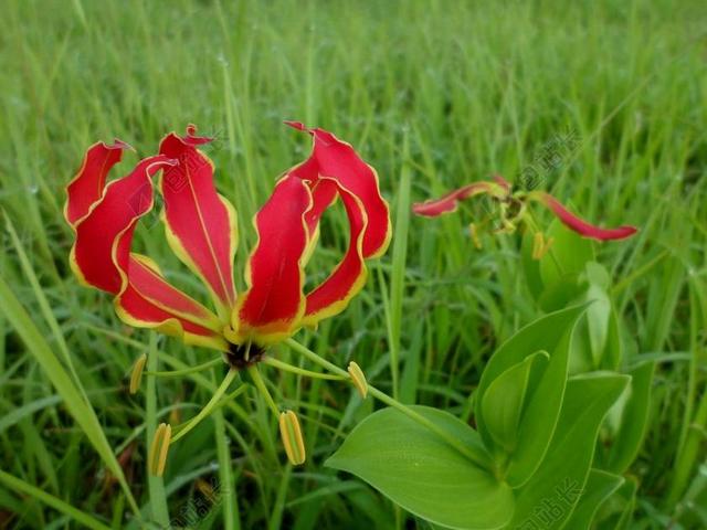 火焰百合 嘉兰 花 百合 热带 异国情调 赞比亚 非洲