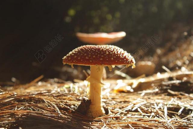 菌类 森林 蘑菇 自然 野生 秋 真菌 白 季节 食品