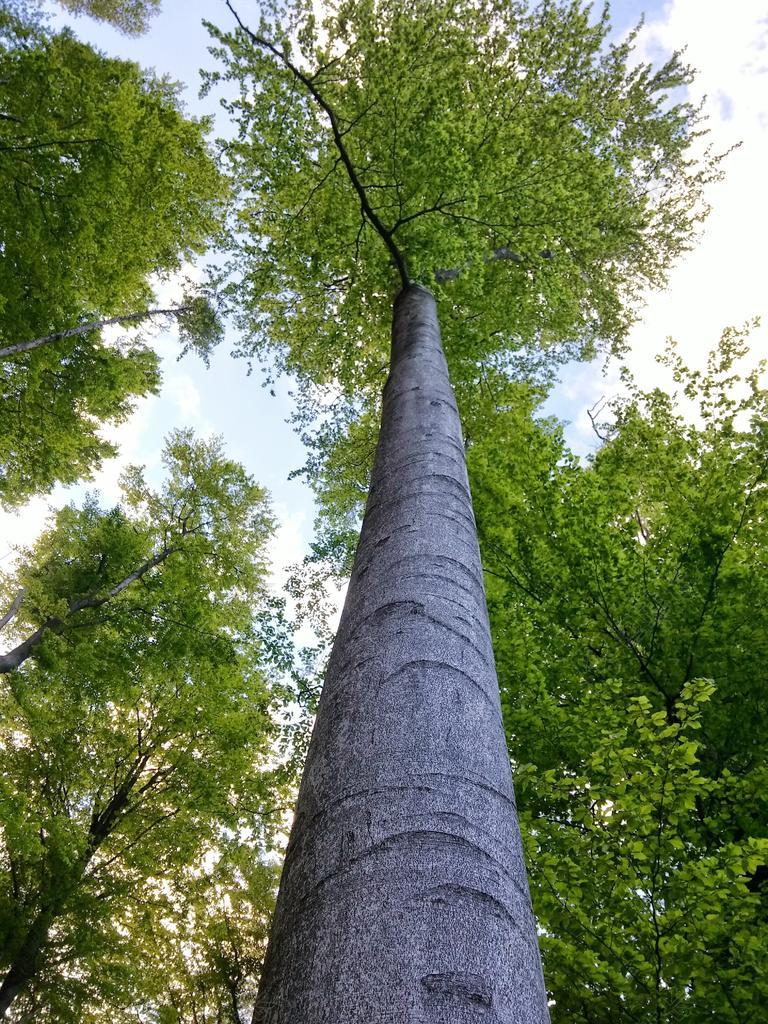 森林 树 春天 豆芽 成长 灰色 浅绿 觉醒 森林路径 吠