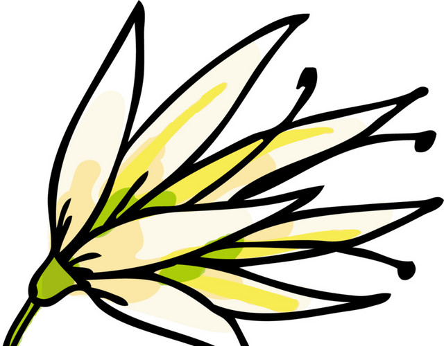 卡通白黄色花朵玉兰花素材