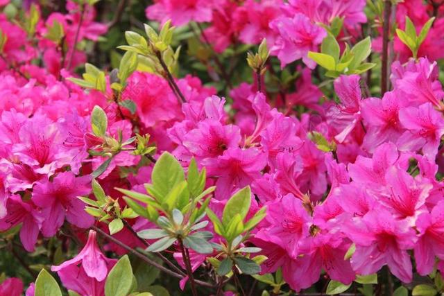 映山红花朵 花卉园 鲜花 盆栽的植物 高山上的花儿 映山红