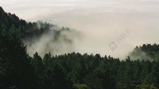 自然森林水雾背景图片