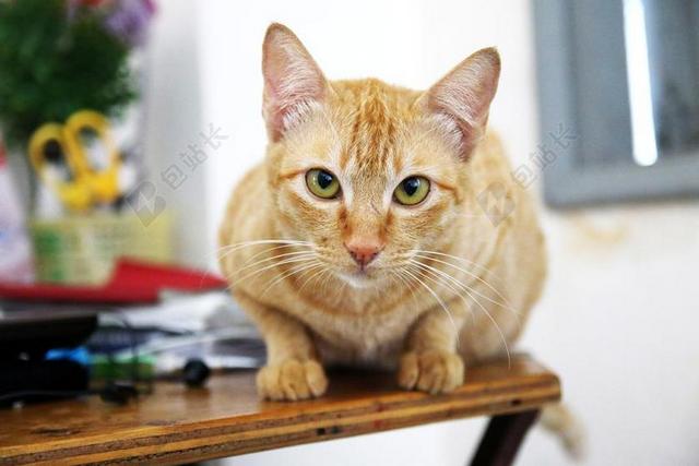 动物 动物摄影 猫 可爱 国内动物 猫的 宠物 晶须