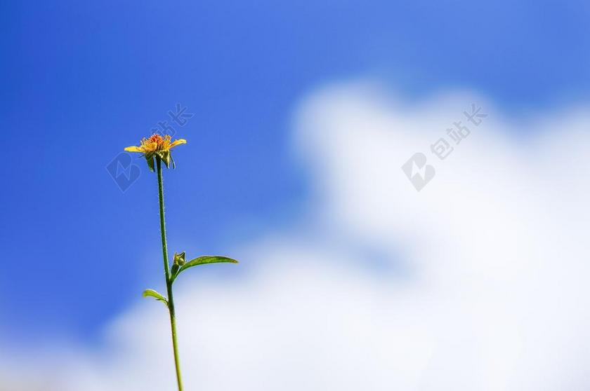 花 植物 叶 绿色 自然 夏天 户外 植物区系 成长 天空