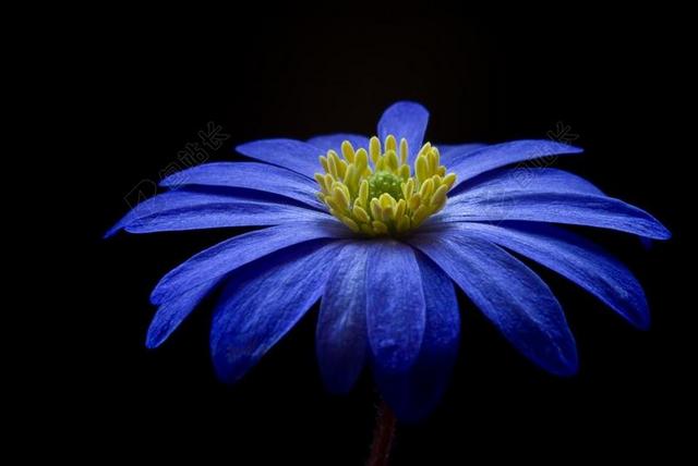 巴尔干 银莲花 花 开花 蓝色 海葵 关闭 详细 黄色