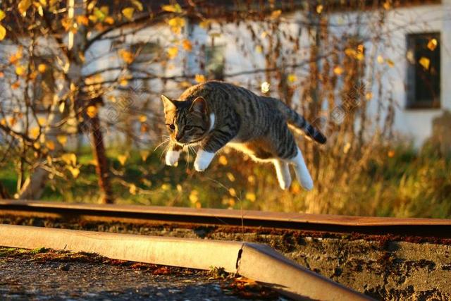 猫 秋季 秋天的落叶 夕照 小猫 秋天的颜色