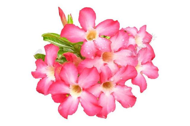 黑斑羚百合 粉红色 花 花园 植物 自然 沙漠 叶 红色