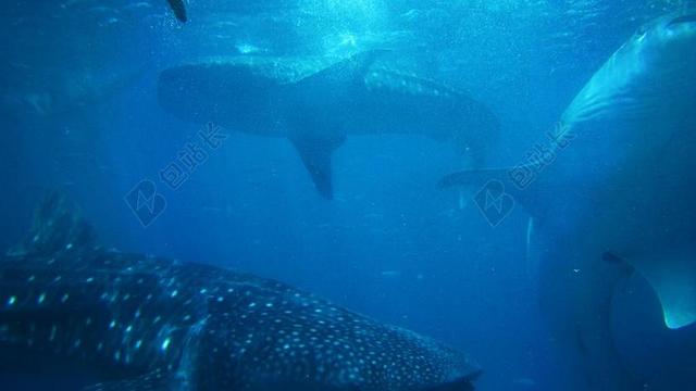 鲨鱼 水下 海洋生命 蓝色 海 海洋 野生动物 游泳 水