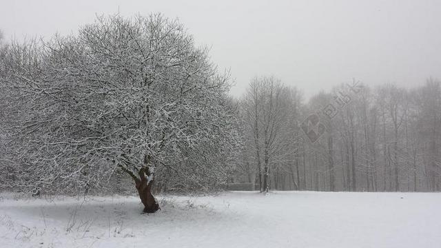 冬天 树 字段 白 性质 冷 雪 森林 冬天树 寒冬