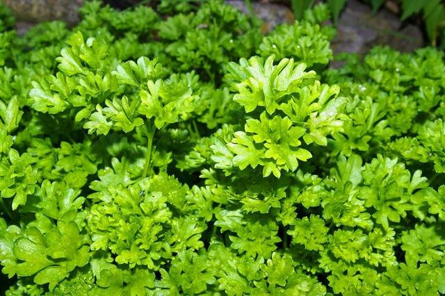 香菜 草药 厂 香料 厨师 中药 绿色 欧芹 食品